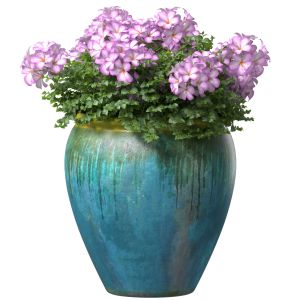 Azalea In A Large Garden Container Pot