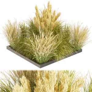 Collection Plant Vol 492 - Grass - Switchgrass