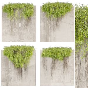 Collection Plant Vol 504 - Fitowall - Ivy