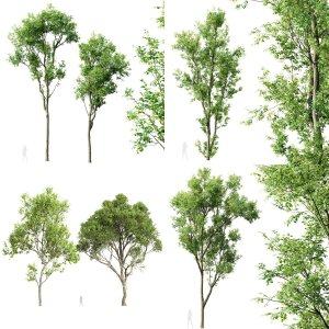 5 Different SETS Of Trees. SET VOL10