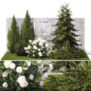 Garden With Thuja Cypress Pine And Hydrangea White