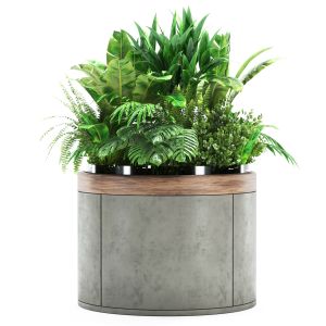 Indoor Plants In Concrete Pot Set53
