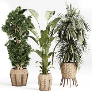 Indoor Plant Set With Plant Tree Rattan Wood
