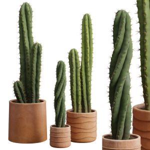 Cactus Pack