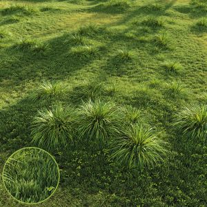 Grass Carex Elata Aurea Field
