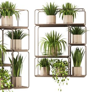 Indoor Plants In Shelf Metal Set55