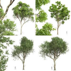 5 Different SETS of Tree. SET VOL57