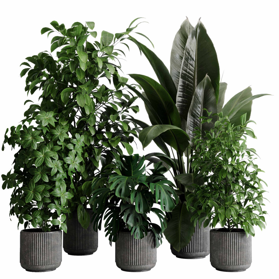 monstera deliciosa sonnenbrand Tipps zur Pflege deiner Pflanze : Monstera deliciosa – PflanzenFuerAlle