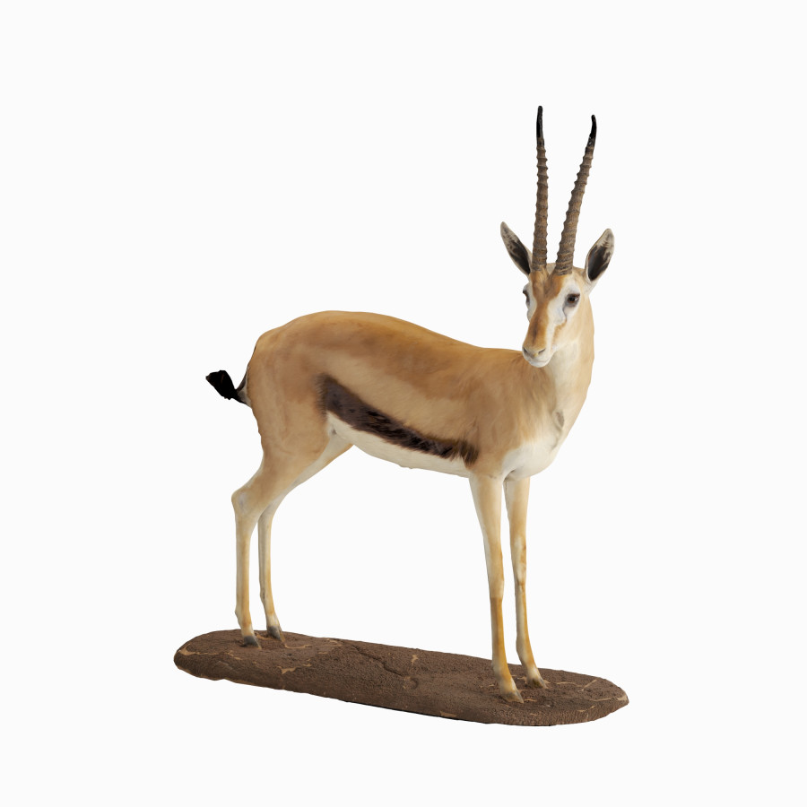 Thomson's Gazelle - Taxidermy Trophy by Kepler.Visions