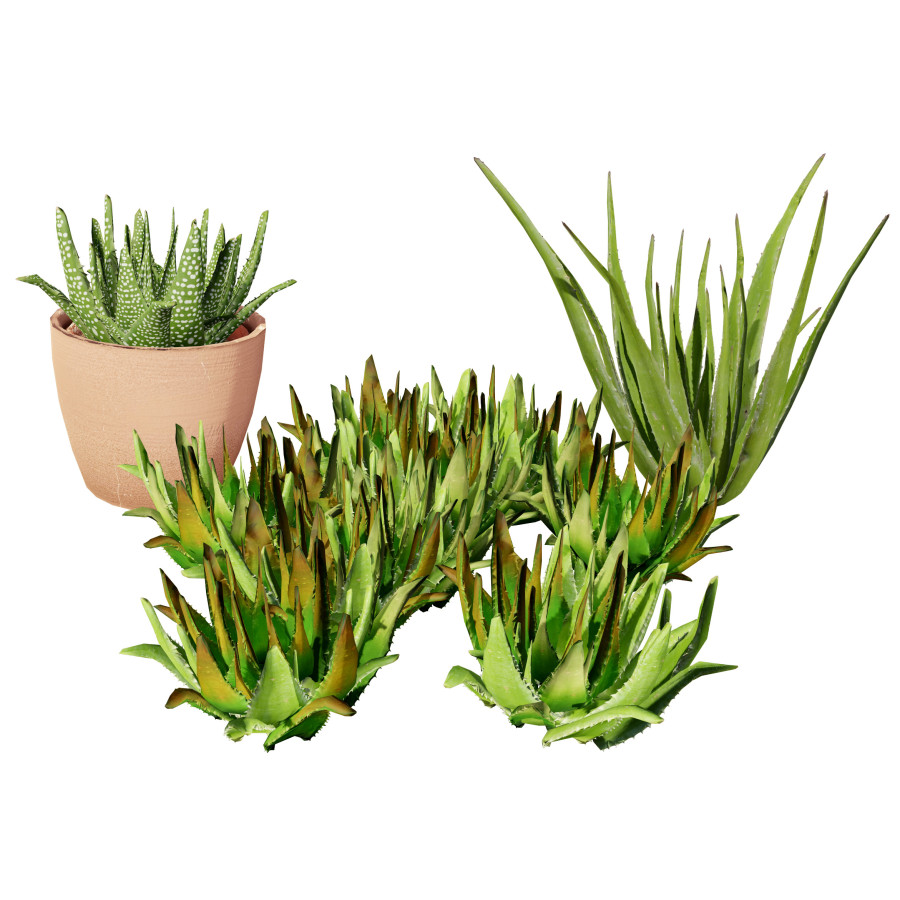 aloe vera for lashes True Beauty Lashes