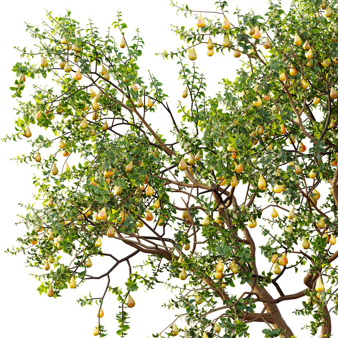 Av Fruit Trees Prunus Plum Pflaume And Pear Pyrus - 3D Model for VRay ...