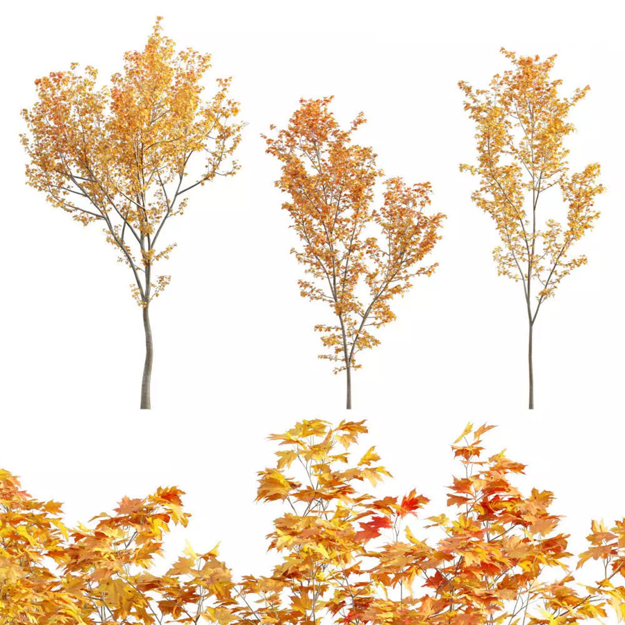 Acer Circinatum - Vine Maple 03 3D Model for VRay, Corona | CGMood
