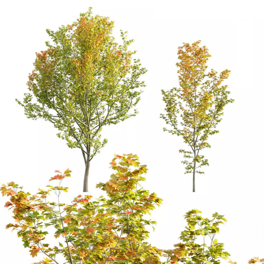 Acer Circinatum - Vine Maple 01 3D Model for VRay, Corona | CGMood