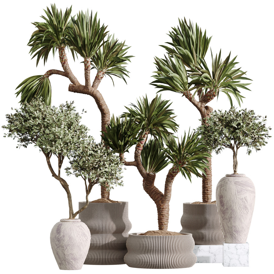 Av Indoor Plants Set 295 Olive Tree Indoor And Yuc 3D Model for