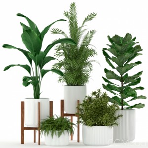 Plants Collection 194