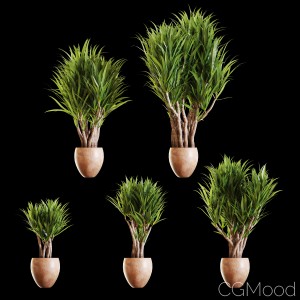 Yucca Plants Set