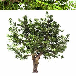 Apple Tree - Malus Domestica - Pirus Malus Tree