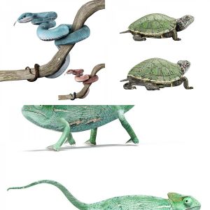 Reptiles collection