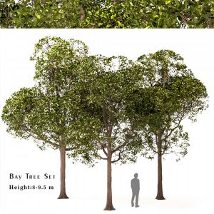 Set Of Round Shaped Bay Trees (laurus Nobilis)