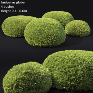 Juniperus Globe #1