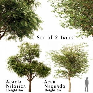 Set Of Acacia Nilotica (gum Arabic) & Acer Negundo