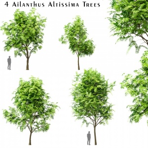Set Of Tree Of Heaven (Ailanthus Altissima)