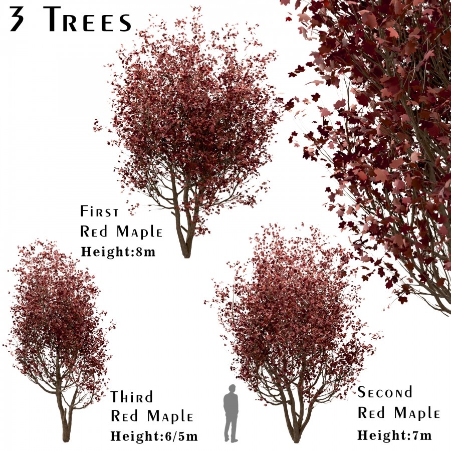 Set Of Red Maple Trees (Acer Rubrum) (3 Trees) - 3D Model for VRay
