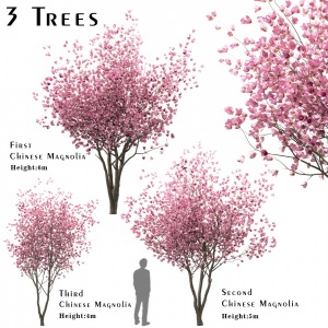 Set Of Chinese Magnolia Trees (saucer Magnolia)