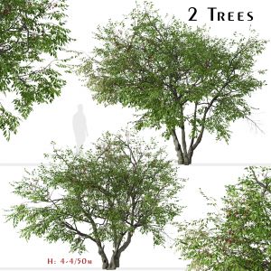 Set of Prunus serotina Trees (Black cherry) 2 Tree