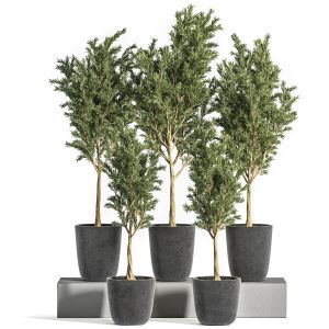 Indoor Plant Olive Set07