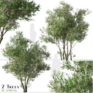 Set of Nerium oleander Tree (Rose Laurel) 2 Trees