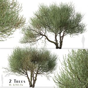 Set of Olive Tree (Olea europaea) (2 Trees)