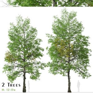 Set of Black ash Tree ( Fraxinus nigra ) (2 Trees)