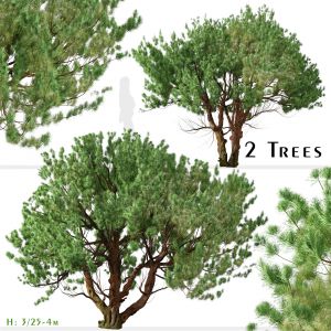 Set of Knobcone pine Tree (Pinus attenuata)