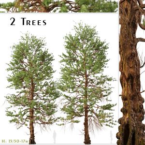 Set Of Ponderosa Pine Tree ( Bull Pine ) (2 Trees)