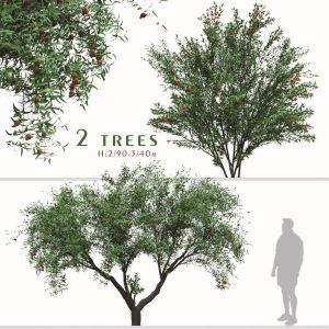 Set of Punica Granatum Tree (Pomegranate tree)