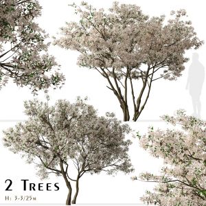 Set Of Flowering Serviceberry Trees ( Kupfer )