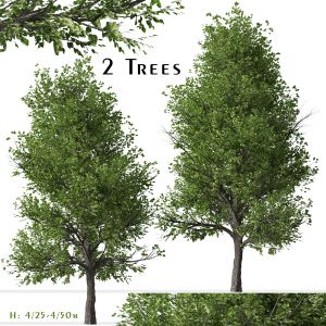 Set Of Pyrus Calleryana Trees ( Callery Pear )