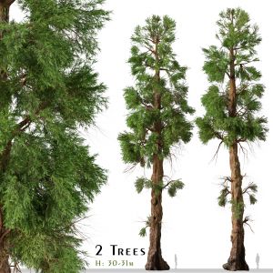 Set Of Giant Sequoia Tree ( Sequoiadendron )
