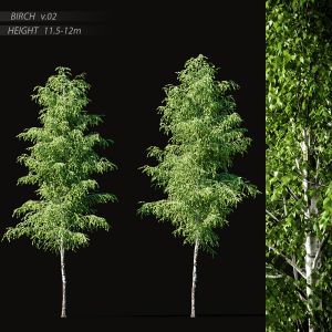 Birch v.02 (11.5-12m)