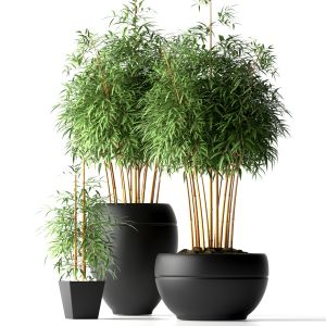 Bamboo Plants 18