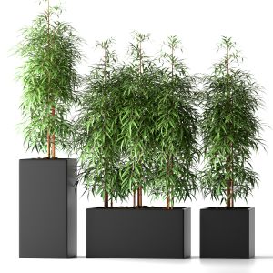 Bamboo Plants 20
