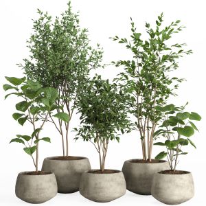 Indoor Plants In Concrete Pot-set 32