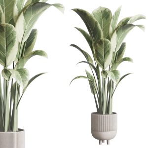 Ficus Elastica Pot Indoor Outdoor Plant 296 Concre