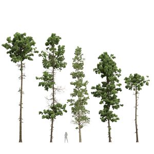 Pinus Palustris Sphaeropteris Lepifera Engelmanni