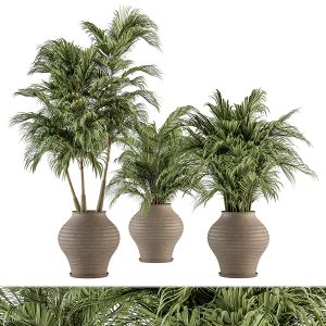 Outdoor Plant Set 319- Tropical Plant Set In Pot