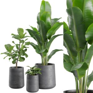 Indoor Plants Pack 28