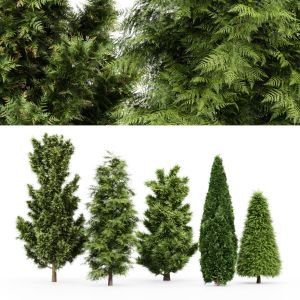 5 Different Tree - Leyland Cypress