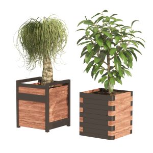 Rubber Fig And Ponytail Palm Planters