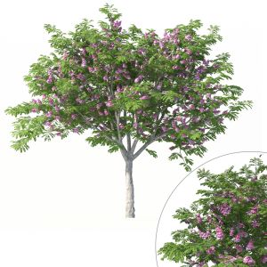 Cassia Javanica Tree No 1 With Pink Flowers